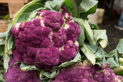 Close-up of purple cauliflowers