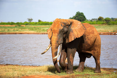 Elephant in a field