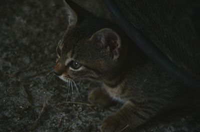 Close-up of cat