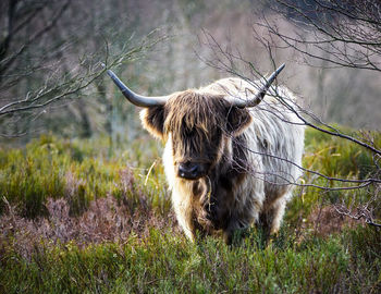 Portrait of highland cattle