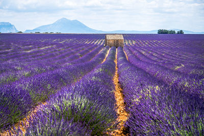 Scenic view of lavender growing on field against sky