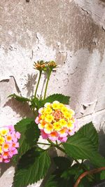 Yellow flowers blooming outdoors