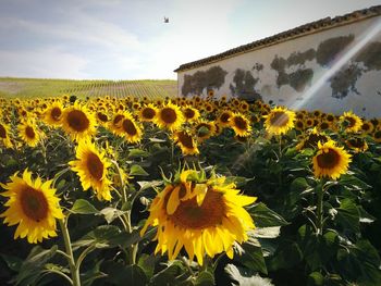 Close-up of sunflower field