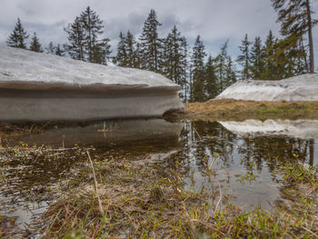 Scenic view of lake by trees during winter