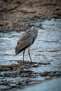 Grey heron stands by river on shingle