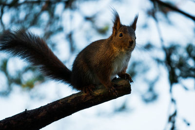 Low angle view of squirrel on tree