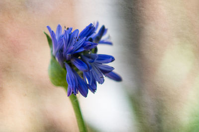 Close-up of purple flower