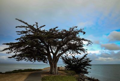 Tree by sea against sky