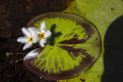 High angle view of flowering plant