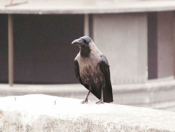 Close-up of bird perching on snow