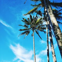 Low angle view of coconut palm tree against blue sky