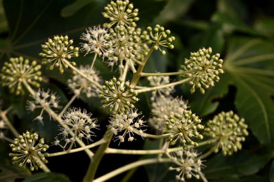 Close-up of white flowering plant