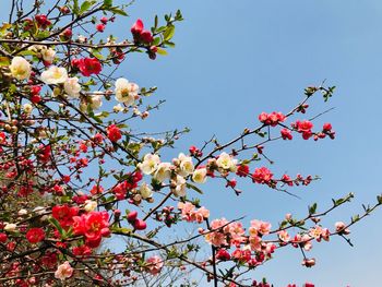 Low angle view of cherry blossom against blue sky