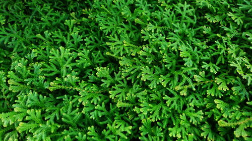 Full frame shot of fresh green plants