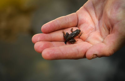 Close-up of hand holding small