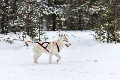 Dog standing on snow covered land