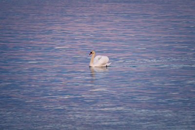 A lone mute swan swims in pastel colours at sunset along the coast.