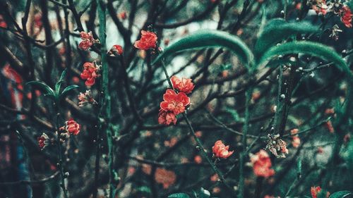 Close-up of red flowering plant