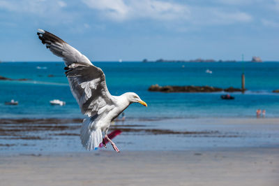 Seagull flying over beach