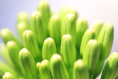 Close-up of vegetables