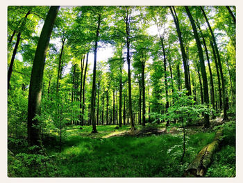 Trees in forest