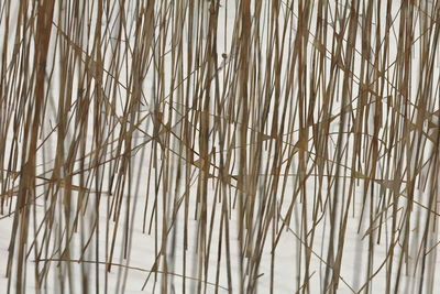 Full frame shot of plants