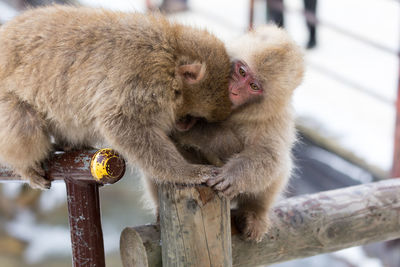 Monkeys sitting on wood