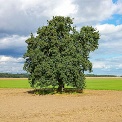 Tree on field against sky