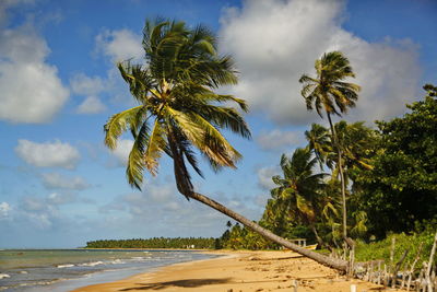 Scenic view of palm trees on beach against sky