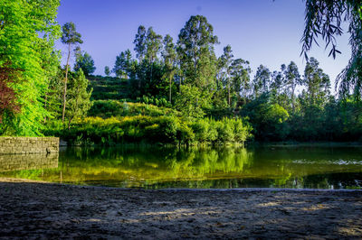 Scenic view of trees by river