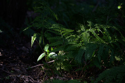 Close-up of plant