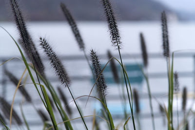 grass