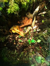 Close-up of lizard on tree in forest