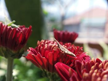 Close-up of red flowering plant