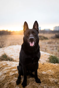 Portrait of dog sitting on land during sunset