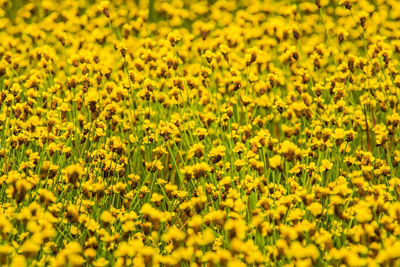 Full frame shot of yellow flowering plants on field