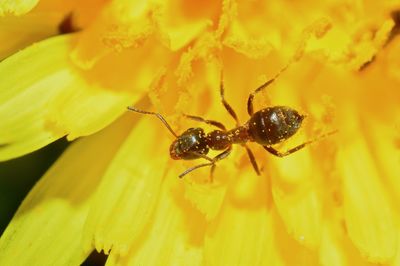 Close-up of spider on yellow flower