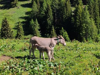 Donkey and donkey cub standing in a field