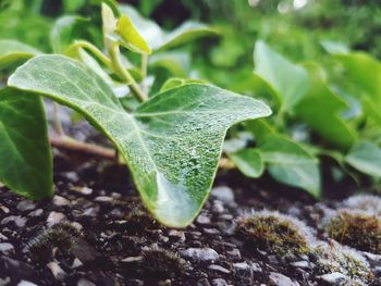 Green leaves on plant