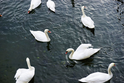 High angle view of swans swimming in lake