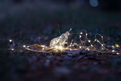 Close-up of jellyfish