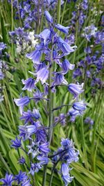 Close-up of purple flowers