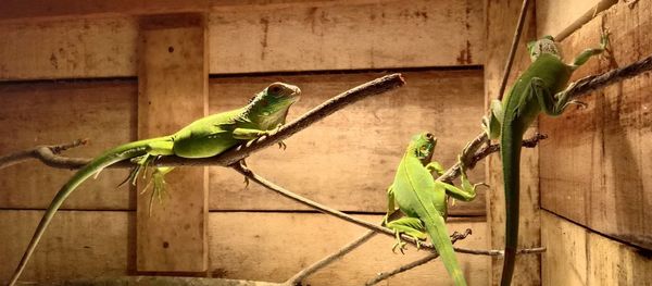 Green lizard on wood against wall