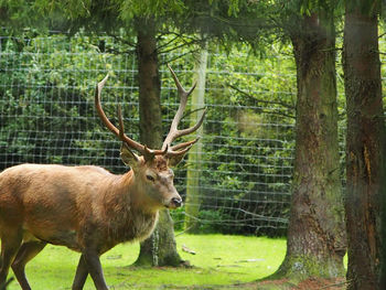 Deer in a forest