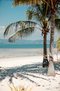 Palm tree by sea against sky