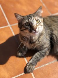 Close-up portrait of tabby cat on floor