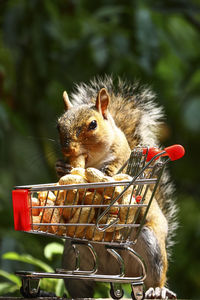 Grey squirrel with a shopping trolley full of peanuts in a woodland setting