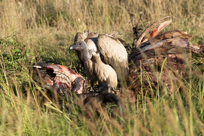 African white-backed vulture standing on buffalo carcase