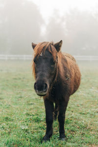 Pony in fog