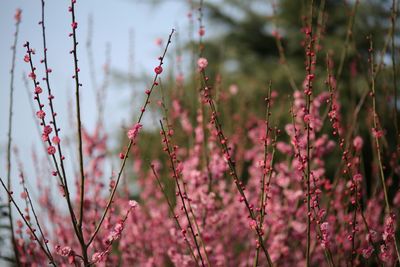 Close-up of pink flowers